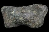 Fossil Whale Cervical Vertebra - South Carolina #85580-1